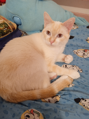 Photo de Snow
