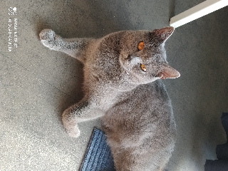 Peluche