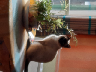 Photo de Rufus
