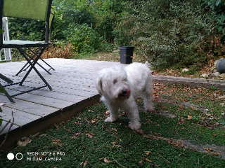 Photo de Mowgli