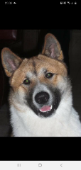 Kiba