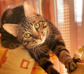 Oliver
