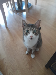 Photo de OLIVER