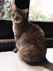 Photo de Noisette
