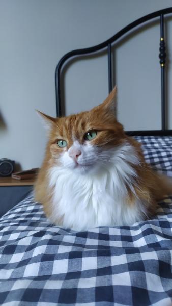 Citrouille