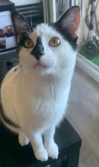 Photo de Panda