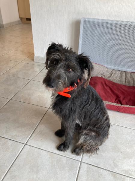 Photo de Idefix