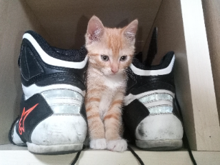 Kiara