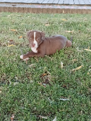 Stella