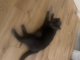 Leonidas
