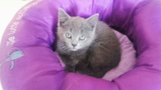 Sacha