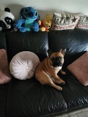 Paddy