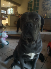 Onyx