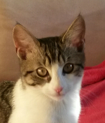 Photo de Pistache