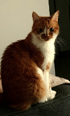 Photo de Gatouche