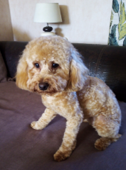 Photo de Rosie