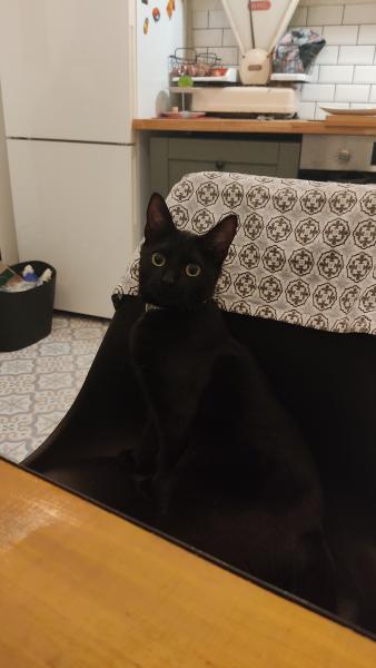 Simone