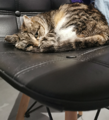 Photo de Minette