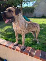 Photo de Rocco