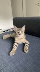 Photo de Loki