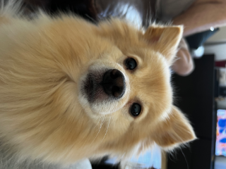 Photo de Maki