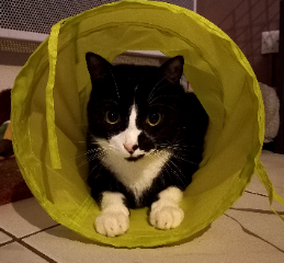 Photo de Kylo