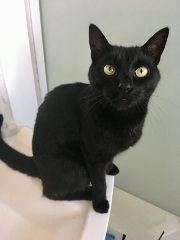César
