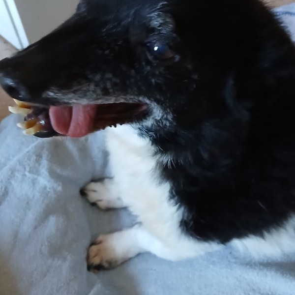 Photo de Milo