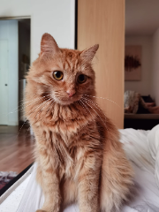 Simba