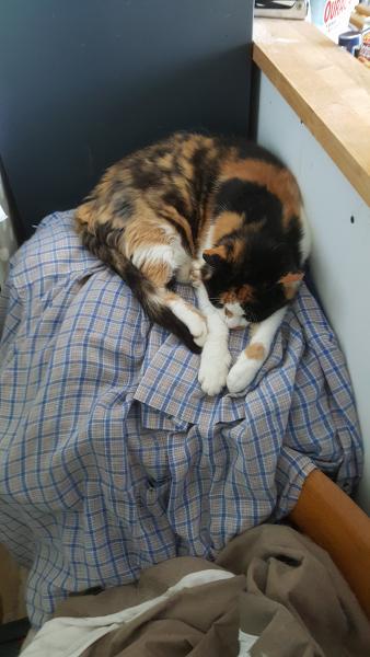 Chiffon