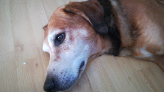 Balou