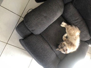 Kitty