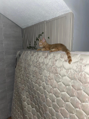 Photo de Tigrou