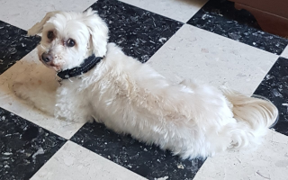 Snoopy