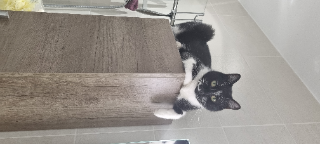 Otis
