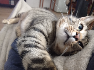 Otis