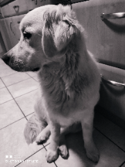 Photo de Snow