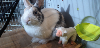 Photo de Gigi