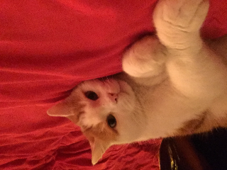 Léo