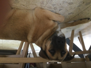 Photo de Shuba