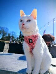 Kitty
