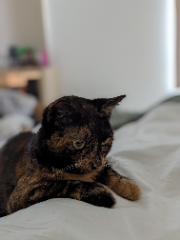 Photo de Kaïko