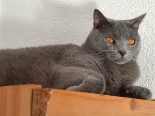 Photo de RUBIS