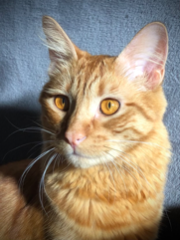 Photo de Simba