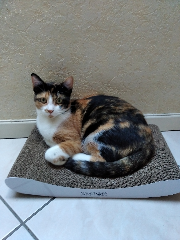 Photo de biscotte