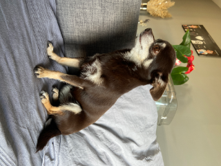Lila