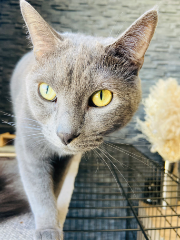 Oz