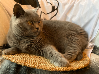 Lilou