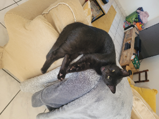 Photo de Miaou