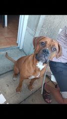 Taz